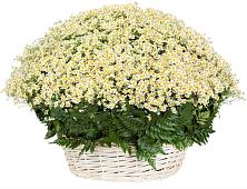 Цветочная композиция из Ромашки в корзине #REPLACE_PRED# Спасске Пензенской области